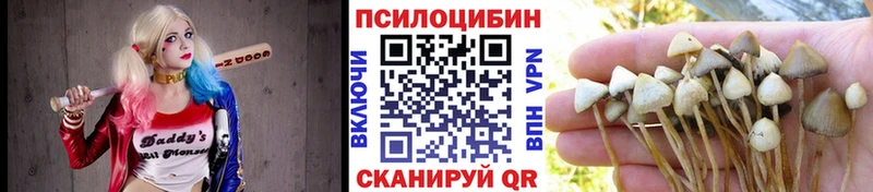 Псилоцибиновые грибы Psilocybine cubensis  Купить  Похвистнево 